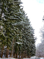 pine tree in snow