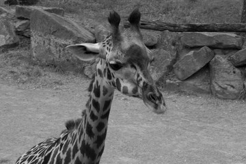 Baby Giraffe in Black and white
