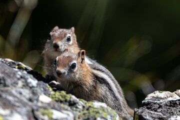 Naklejka premium Two Young Golden-mantled Ground Squirrel (Callospermophilus lateralis), Grand Teton National Park