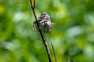 Song Sparrow in Grand Teton National Park
