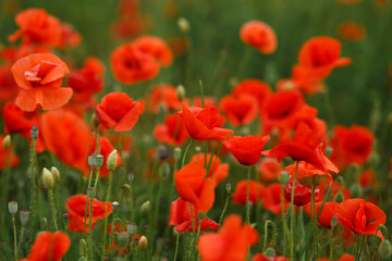 Fototapeta na wymiar field of red poppies