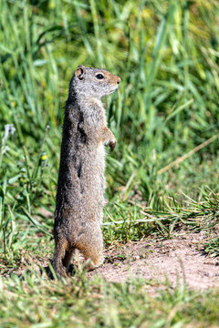 Uinta ground squirrel (Urocitellus armatus), Grand Teton National Park