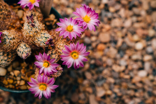 Detail of cactus in bloom with beautiful pink purple flowers