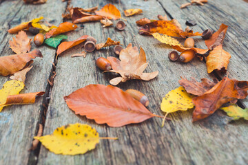 Autumn decoration background. Scattered acorns and yellowed leaves on a vintage wooden background. Close up
