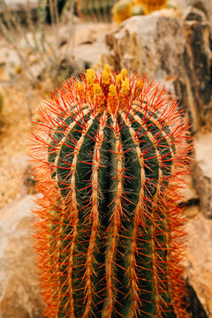 Closeup of cactus with red spines and yellow flowers