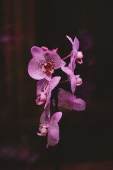 Naklejka na ściany i meble orchid on black