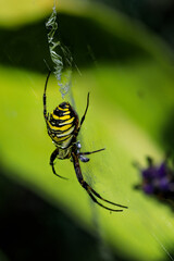 A female of Wasp spider in natural environment. Czech Republic. Argiope bruennichi.