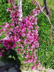 Fototapeta premium pink flowers