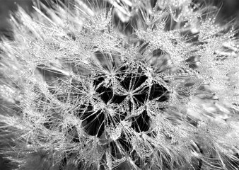 Dew drop Wishes