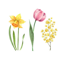 set of beautiful spring flowers for the holidays, watercolor illustration on white background