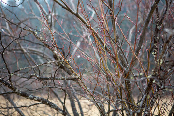 Obraz premium Budding tree in a park in China