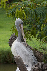 Large white bird outdoors in the shade
