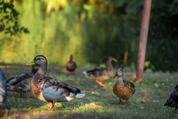 Ducks walk along the paths in the Park. Ducks eat bread. Flock of birds.