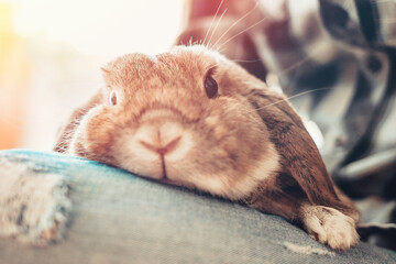 A plump gray lop-eared rabbit sits on a person's lap. Close-up portrait of a rabbit. Concept of caring for Pets