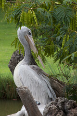 Large white bird outdoors in the shade