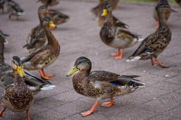 Ducks walk along the paths in the Park. Ducks eat bread. Flock of birds.