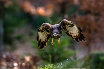 Close-up portrait of brown bird of prey flying directly to a camera on background of colorful forest. Common buzzard, Buteo buteo