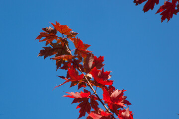 Red fall leaves on a tree