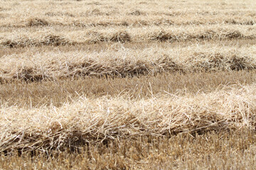 Abgeerntetes Stoppelfeld
