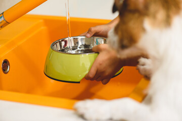 Young owner pouring water from tap into bowl  to thirsty pet dog - Powered by Adobe