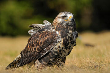 Close-up photo of buzzard. Rough-legged Buzzard, Buteo lagopus.