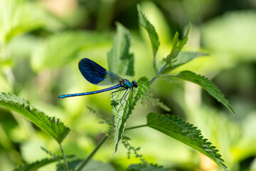 blue dragonfly on the branches of a tree