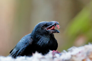 Close-up portrait of black raven eats a hare, Common Raven, Corvus corax.
