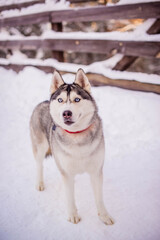 young husky with a red collar stands in the snow looking towards the camera