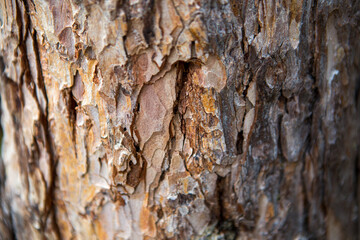 Close up of bark in a park in China
