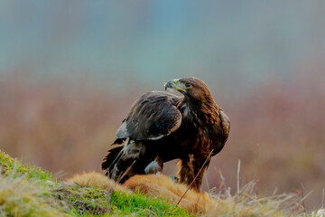 Close-up portrait of Golden Eagle with hunted fox in natural environtment, Aquila chrysaetos.