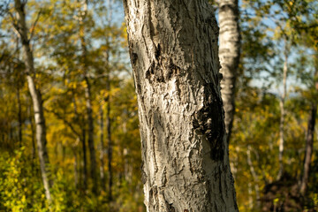 Natural background with a view of a tree trunk
