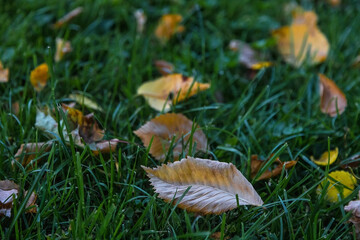 Tea party. A mug of tea and a glass teapot. Still life on a dark background. White orchid.