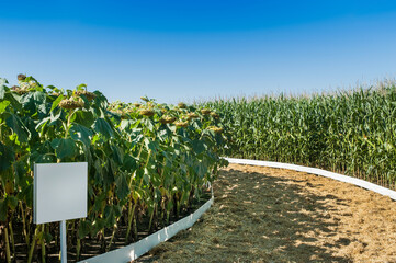field planting circular corn and sunflower, sectors of demo plots