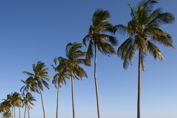Fototapeta na wymiar Palm Trees, Maputo, Mozambique