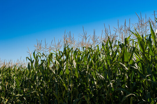 Green growing corn plants against blue sky