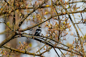 Black and white bird sitting in the middle of a blossoming colorful tree. Moody photo. Collared Flycatcher, Ficedula albicollis.