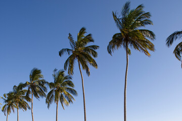 Fototapeta na wymiar Palm Trees, Maputo, Mozambique
