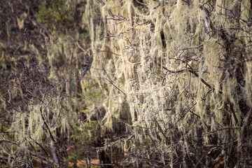 Mossy trees in a national park in China