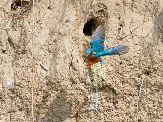 Close-up photo of kingfisher starting out of the nest. Common Kingfisher, Alcedo atthis