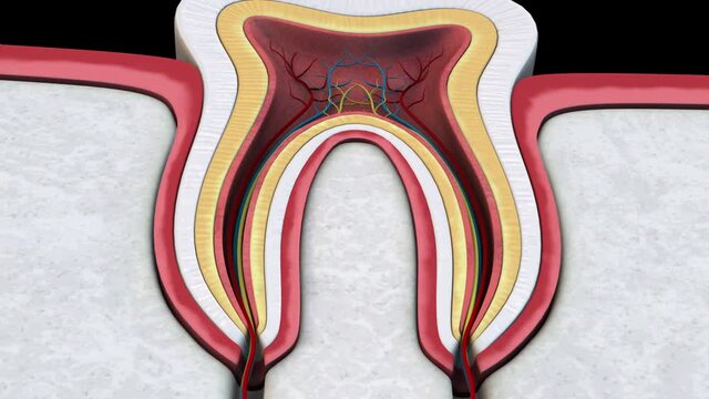 Tooth - rotation details - 3D model animation on a black background