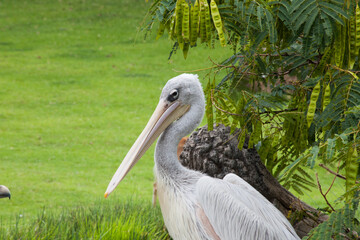 Large white bird outdoors in the shade