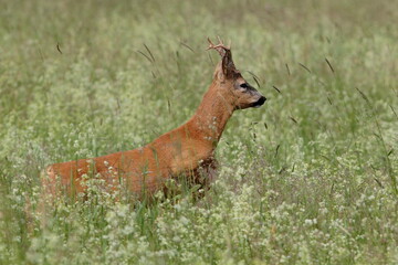 Young roe in a dynamic pose jumping over a meadow full of white flowers. Roe deer, Capreolus capreolus.