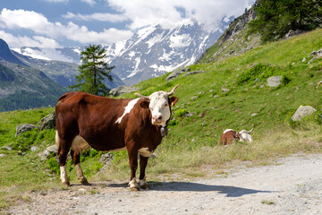 Fototapeta na wymiar Mucca al pascolo in alta montagna in estate. Alpi italiane. Valle d'Aosta. Italia