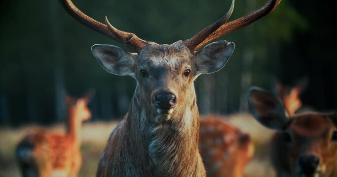 static shot of a Red deer stag with one strange antler against a background of trees.