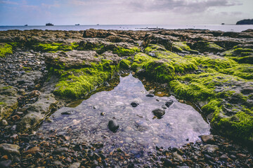 Mid Morning Seaweed Rockpool