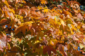 Orange fall tree leaves