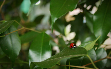 Lady bug on top of Ficus tree leaf.