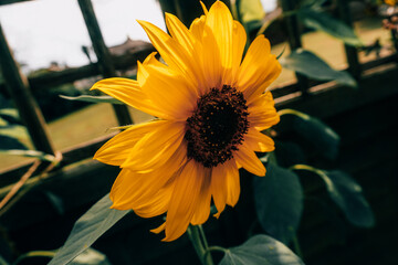 Sunflower