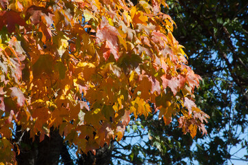 Orange fall tree leaves