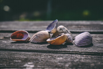 Bundle of Shells on Decking